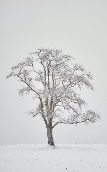 Обои 1600x2560 одинокое дерево, зима, белый