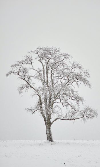 Обои 1200x2000 одинокое дерево, зима, белый