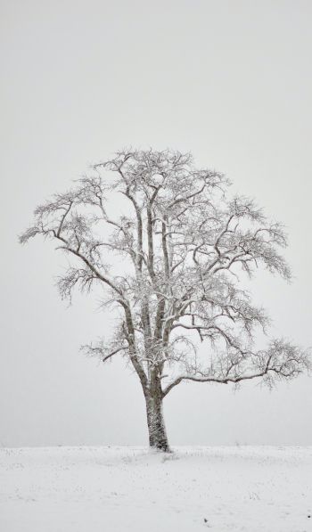 Обои 600x1024 одинокое дерево, зима, белый