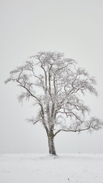 Обои 640x1136 одинокое дерево, зима, белый