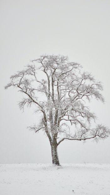 Обои 1080x1920 одинокое дерево, зима, белый