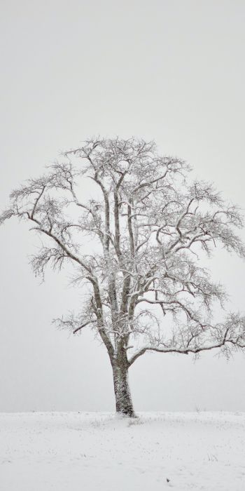 Обои 720x1440 одинокое дерево, зима, белый
