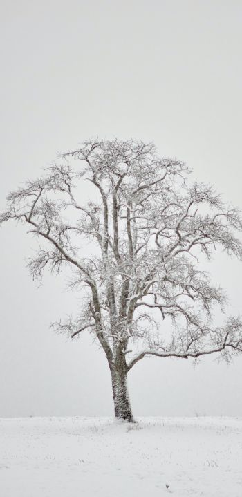 Обои 1440x2960 одинокое дерево, зима, белый