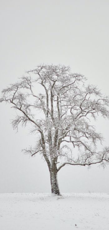 Обои 1440x3040 одинокое дерево, зима, белый