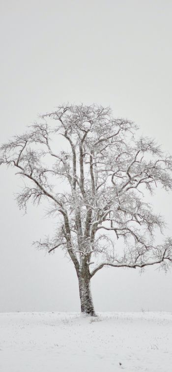 Обои 1125x2436 одинокое дерево, зима, белый