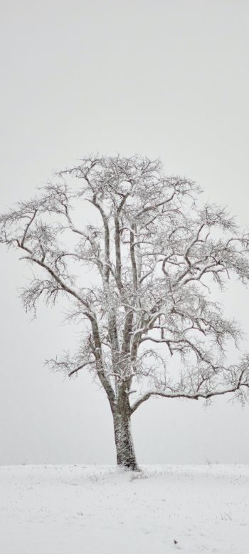 Обои 1440x3200 одинокое дерево, зима, белый