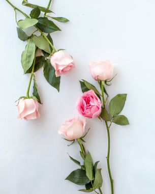 pink roses, flower arrangement Wallpaper 3262x4077