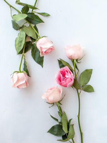 Обои 1620x2160 розовые розы, цветочная композиция