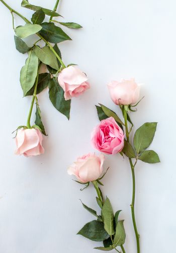 Обои 1668x2388 розовые розы, цветочная композиция