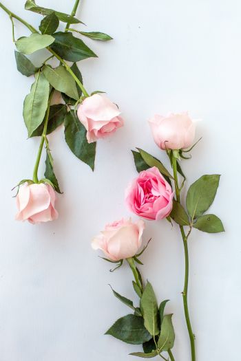 Обои 640x960 розовые розы, цветочная композиция