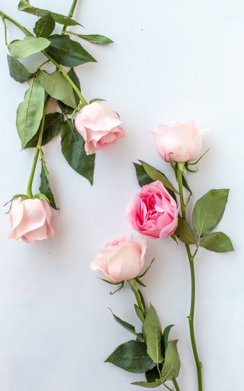 Обои 1600x2560 розовые розы, цветочная композиция