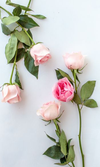 Обои 1200x2000 розовые розы, цветочная композиция