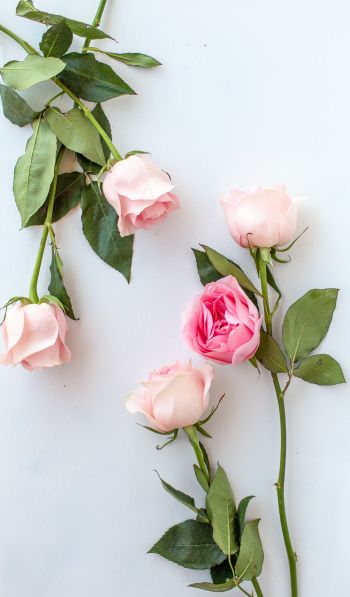 Обои 600x1024 розовые розы, цветочная композиция