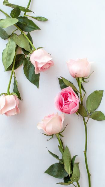 pink roses, flower arrangement Wallpaper 640x1136