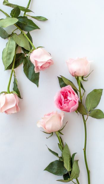 Обои 720x1280 розовые розы, цветочная композиция