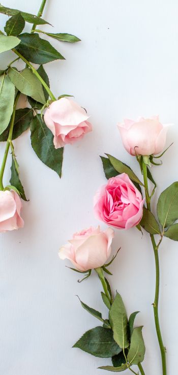 Обои 1440x3040 розовые розы, цветочная композиция