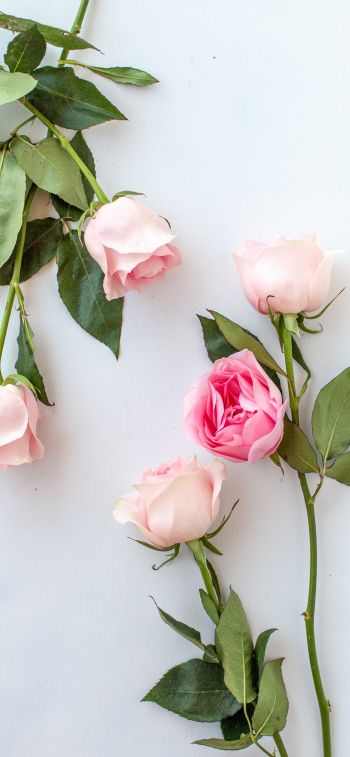 Обои 1242x2688 розовые розы, цветочная композиция