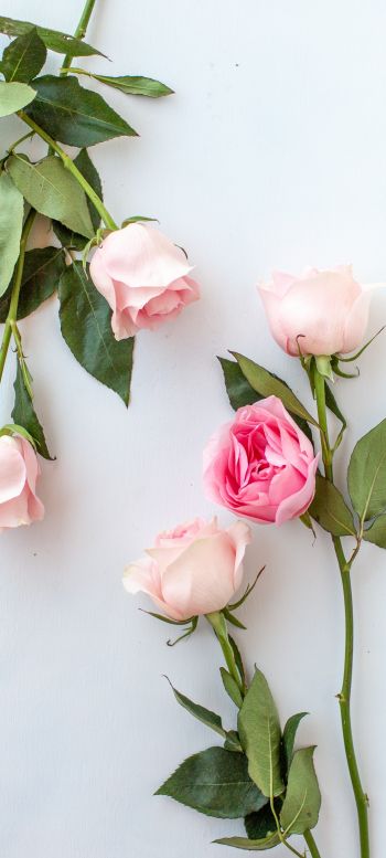 Обои 720x1600 розовые розы, цветочная композиция