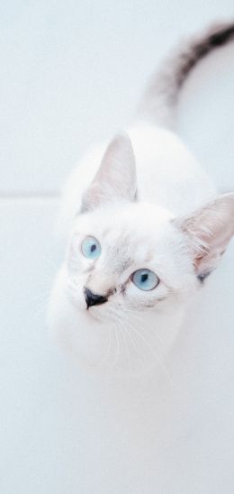 Обои 720x1520 белая кошка, голубые глаза, взгляд