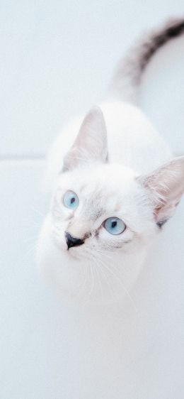 Обои 1125x2436 белая кошка, голубые глаза, взгляд