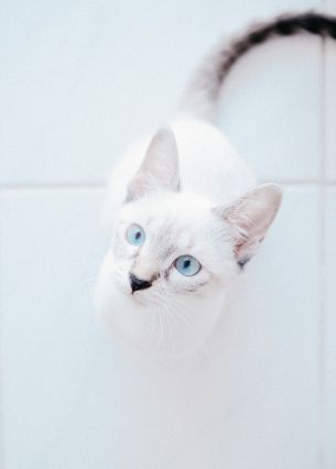 white cat, blue eyes, look Wallpaper 2239x3134