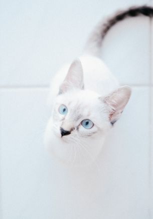 white cat, blue eyes, look Wallpaper 1640x2360