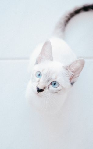Обои 1600x2560 белая кошка, голубые глаза, взгляд