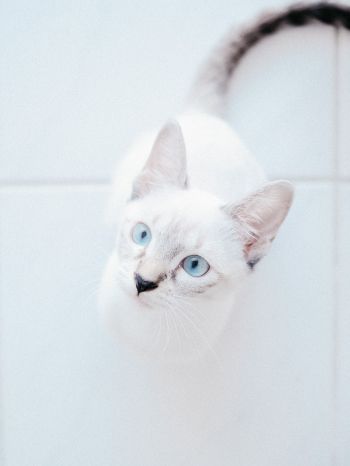 Обои 1536x2048 белая кошка, голубые глаза, взгляд