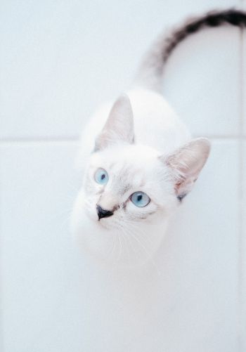 Обои 1668x2388 белая кошка, голубые глаза, взгляд