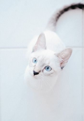 Обои 1640x2360 белая кошка, голубые глаза, взгляд