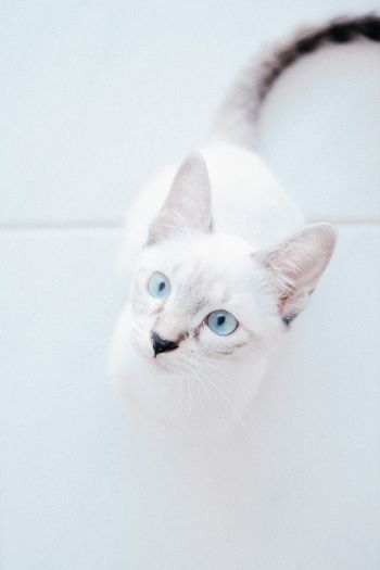 Обои 640x960 белая кошка, голубые глаза, взгляд