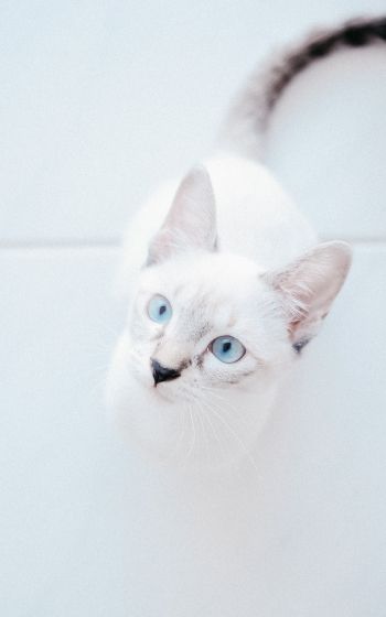 Обои 800x1280 белая кошка, голубые глаза, взгляд
