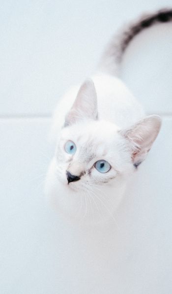 Обои 600x1024 белая кошка, голубые глаза, взгляд