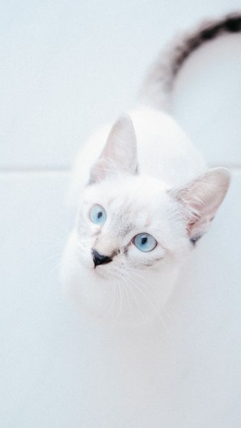 Обои 640x1136 белая кошка, голубые глаза, взгляд