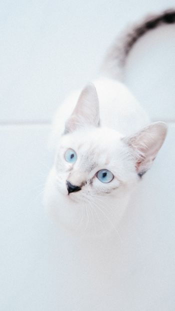 Обои 1080x1920 белая кошка, голубые глаза, взгляд