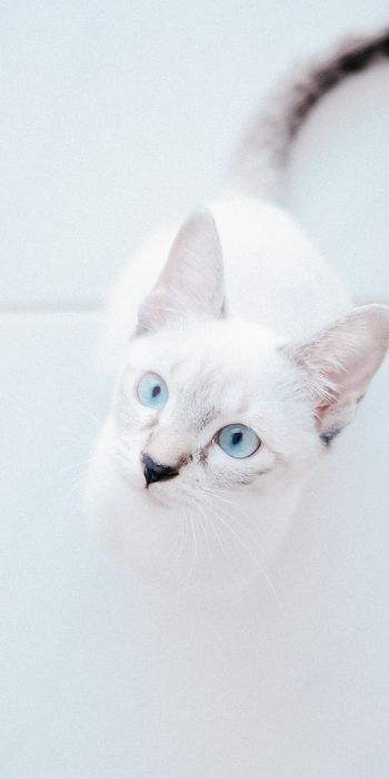 Обои 720x1440 белая кошка, голубые глаза, взгляд