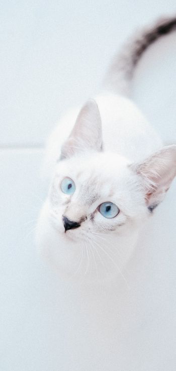 Обои 1080x2280 белая кошка, голубые глаза, взгляд