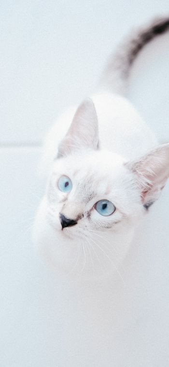 Обои 828x1792 белая кошка, голубые глаза, взгляд