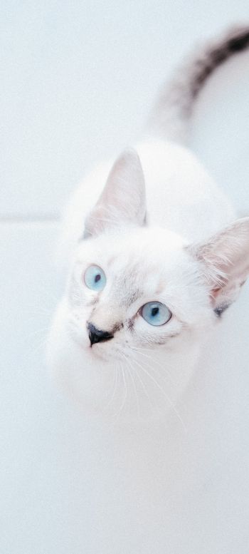 Обои 720x1600 белая кошка, голубые глаза, взгляд
