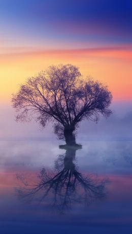 Обои 640x1136 одинокое дерево, туман, отражение в воде