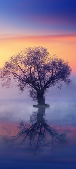 lonely tree, fog, reflection in the water Wallpaper 720x1600