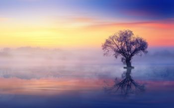 lonely tree, fog, reflection in the water Wallpaper 2560x1600