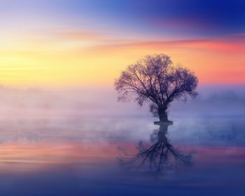 lonely tree, fog, reflection in the water Wallpaper 1280x1024