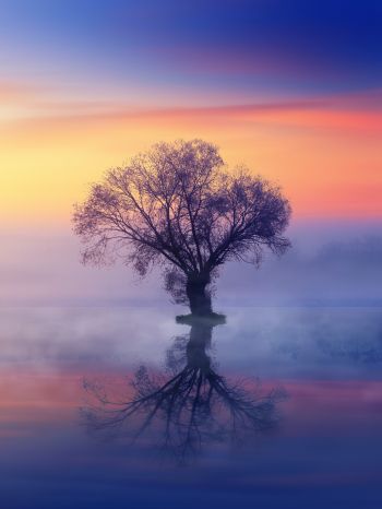 lonely tree, fog, reflection in the water Wallpaper 1620x2160