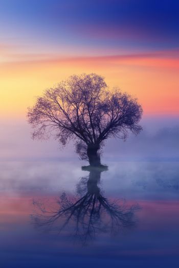 Обои 640x960 одинокое дерево, туман, отражение в воде