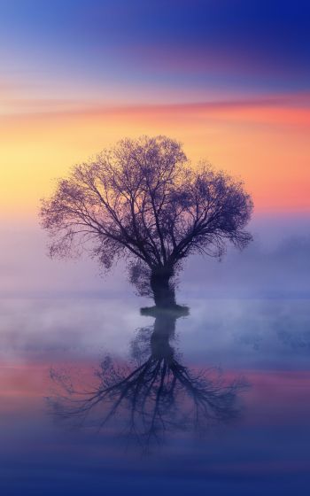 Обои 1200x1920 одинокое дерево, туман, отражение в воде