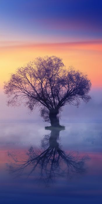 Обои 720x1440 одинокое дерево, туман, отражение в воде