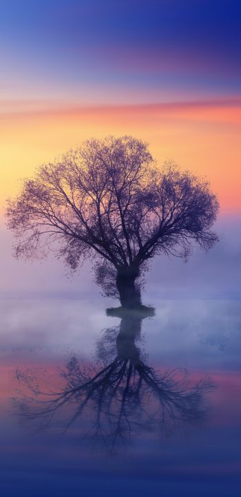 Обои 1080x2220 одинокое дерево, туман, отражение в воде
