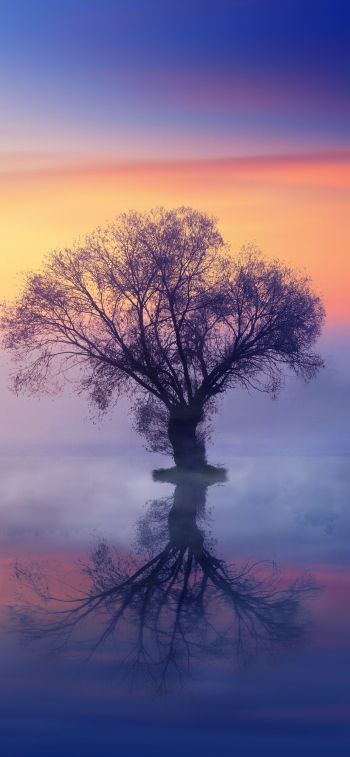 Обои 1125x2436 одинокое дерево, туман, отражение в воде