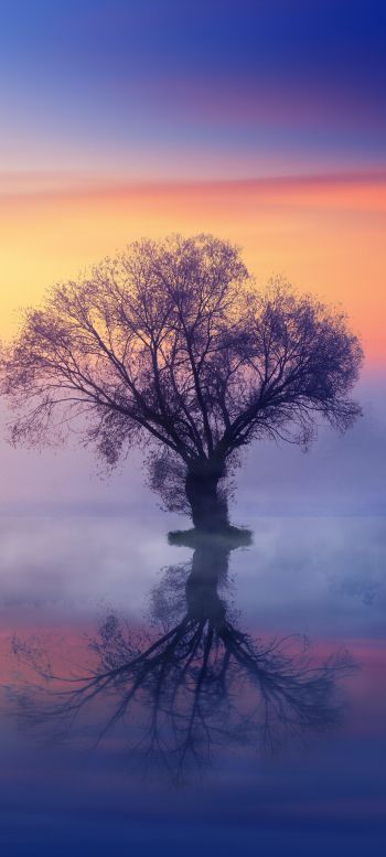 Обои 1080x2400 одинокое дерево, туман, отражение в воде